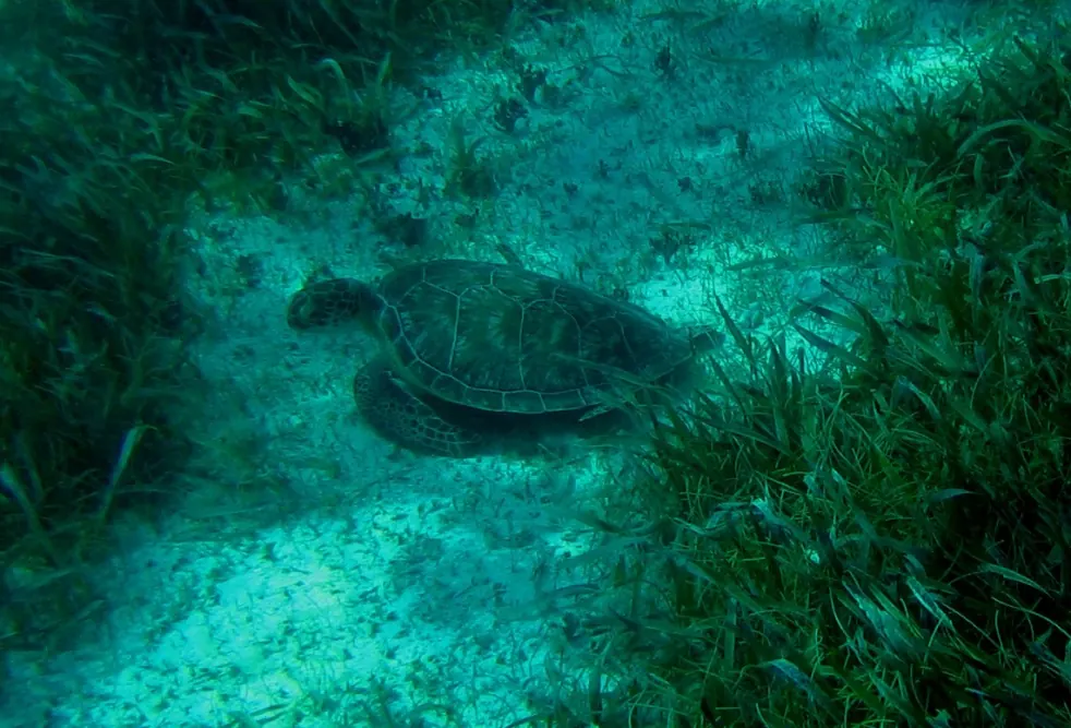 Green turtle at Hol Chan Marine Reserve, photographed in March 2009