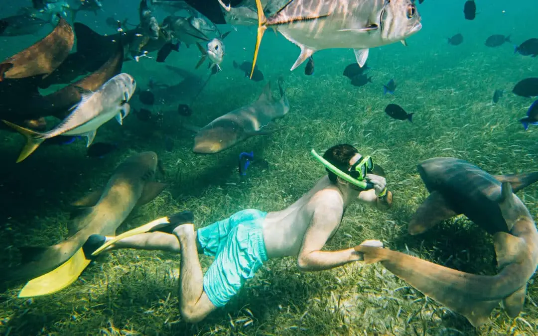 Hol Chan Marine Reserve And Shark Ray Alley